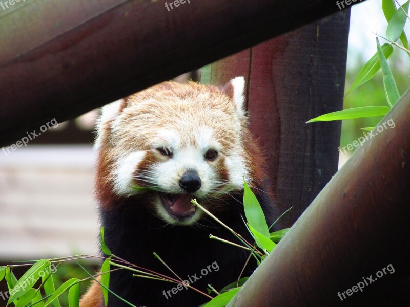 Red Panda Red Panda Eating Sitting