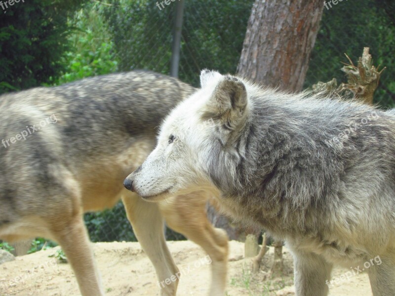 Wolf Wolves Wold Zoo Wild