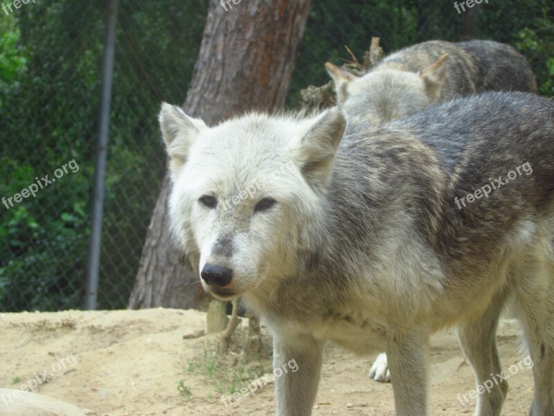 Wolf Zoo Wild Predator Free Photos