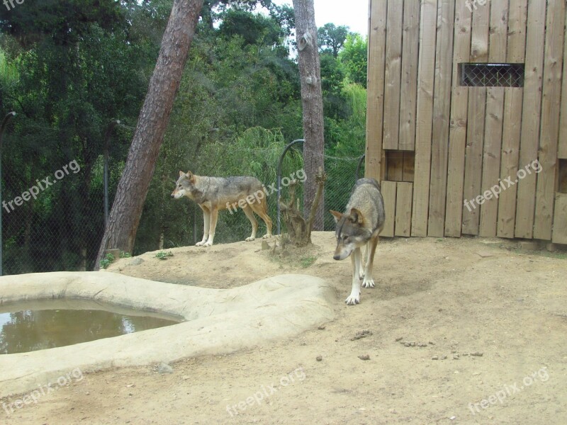 Wolves Wolf Zoo Wild Predator