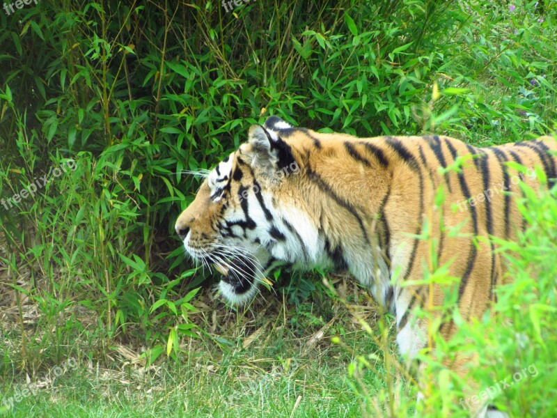 Tiger Grass Walking Cat Wild