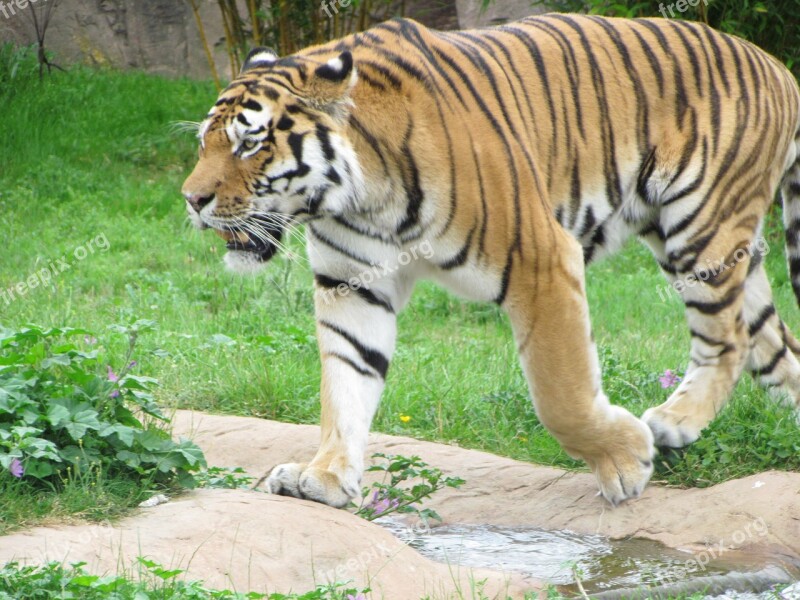 Tiger Grass Walking Cat Wild