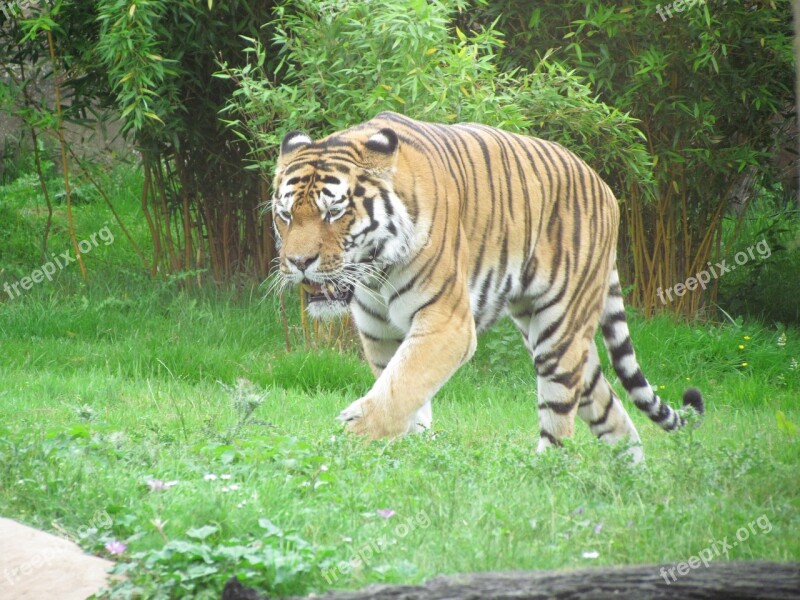 Tiger Grass Walking Cat Wild