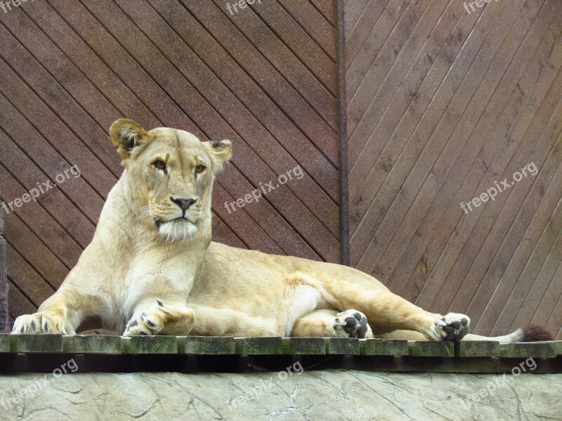 Lioness Cat Wild Wildlife Predator