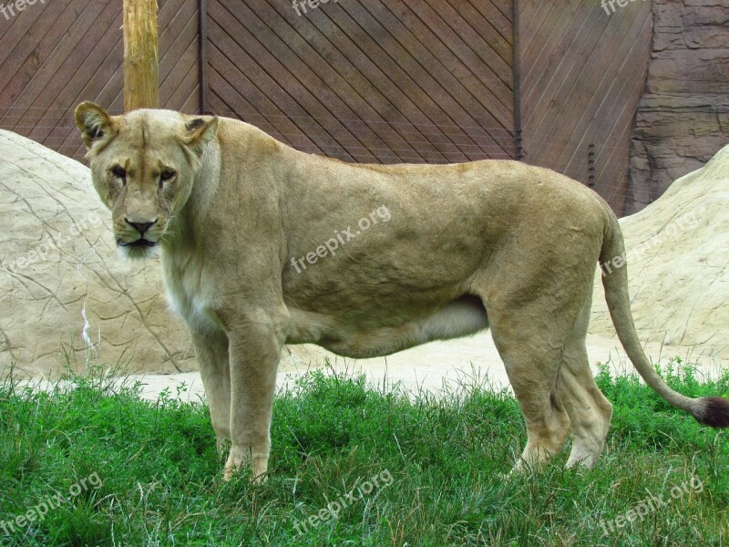 Lioness Cat Wild Wildlife Predator