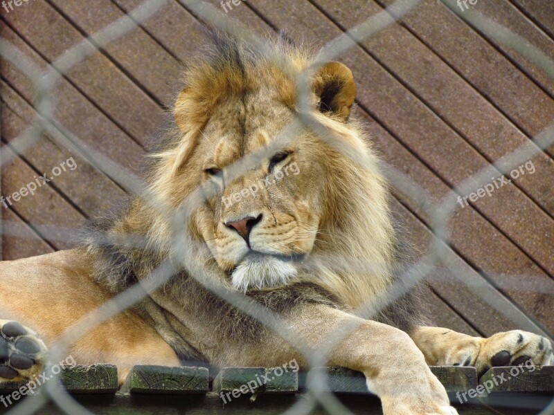 Lion Cat Wild Wildlife Predator