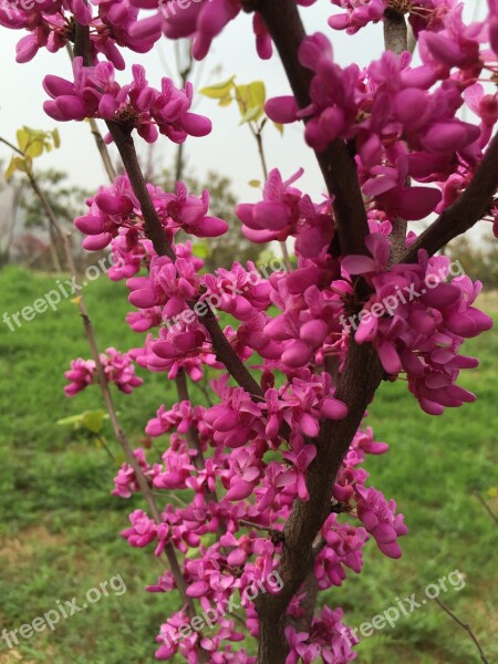 Spring Pink Flowers Bright Fresh