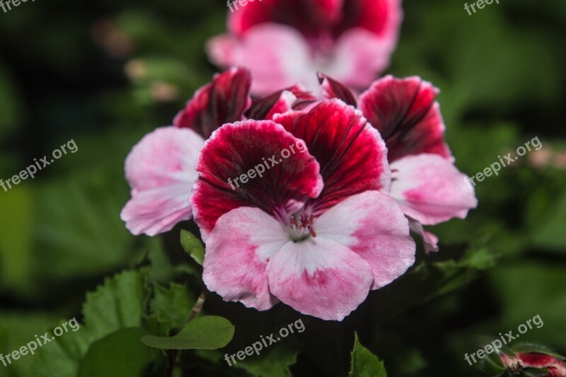 Flower Blossom Bloom Close Up Red