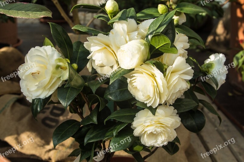 Nature Flowers Roses Plant Blossom