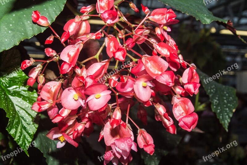 Flower Bouquet Of Flowers Color Nature Close Up