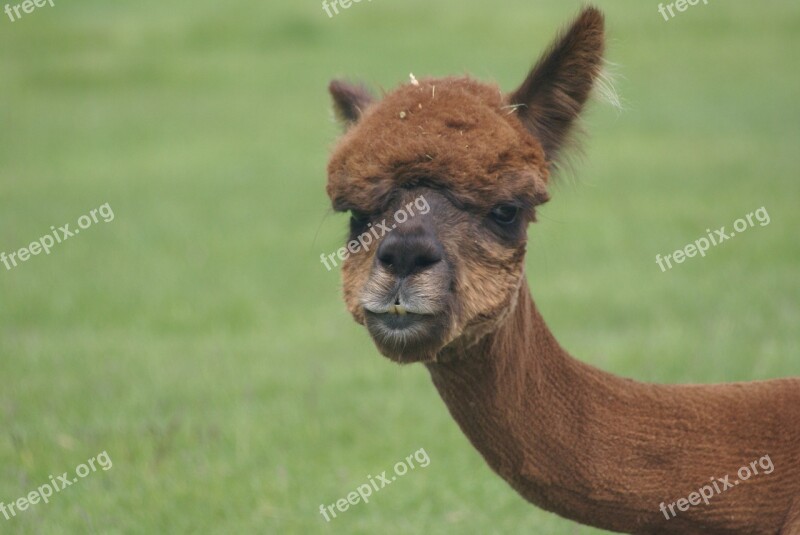 Alpaca Face Alpaca Farm Redmond Oregon Free Photos