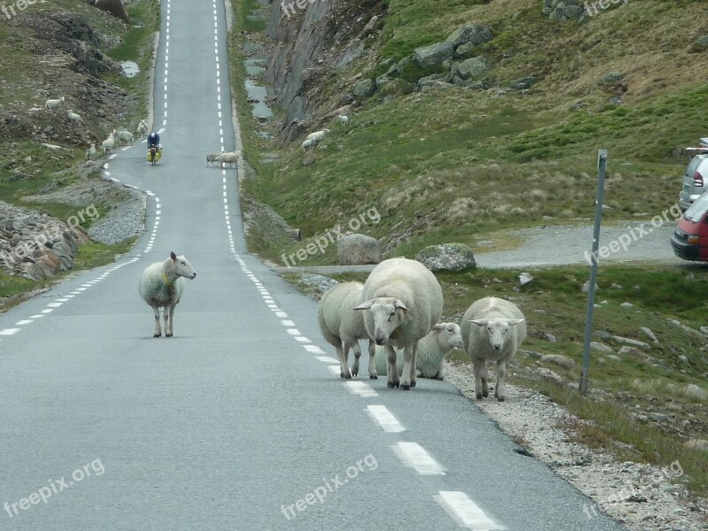 Norway Sheep Road Flock Nature