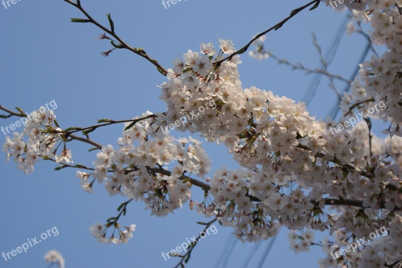 Cherry Flowers Flowers Spring Flowers Free Photos