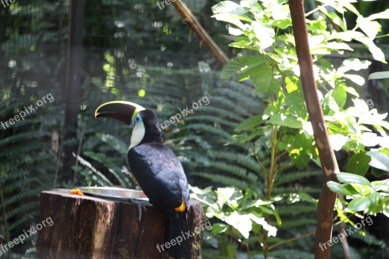 Tucano Nature Bird Forest Parque Das Aves