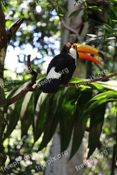 Tucano Nature Bird Forest Parque Das Aves