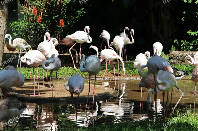 Flamingo Lake Nature Fauna Parque Das Aves