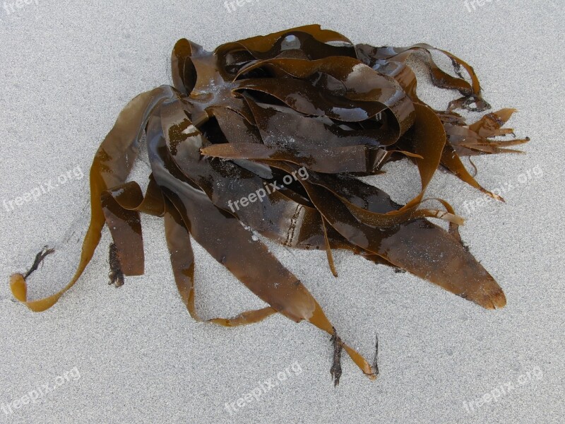 Kelp Sea Seaweed Ocean Plant