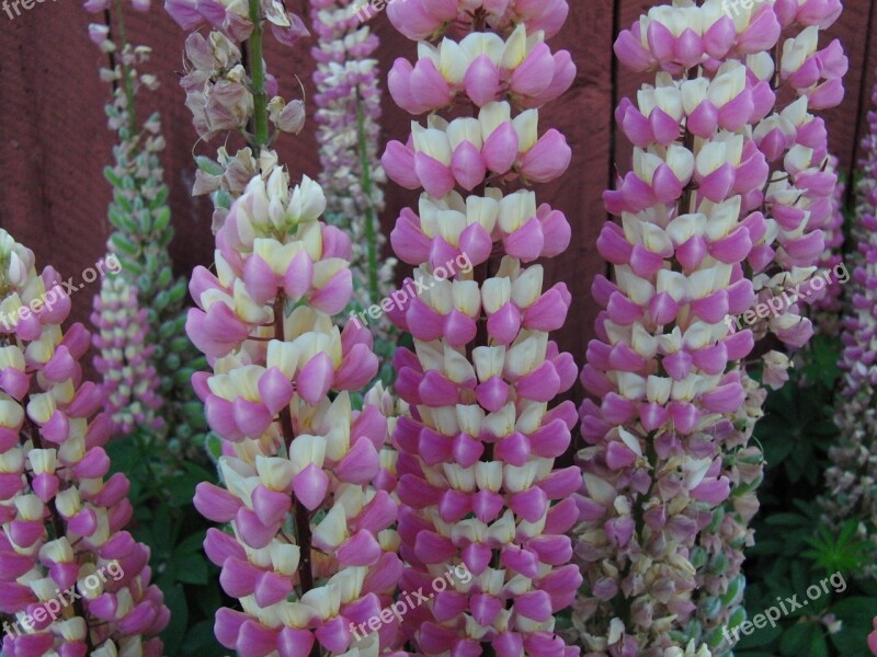 Flower Pink Nature Petal Floral