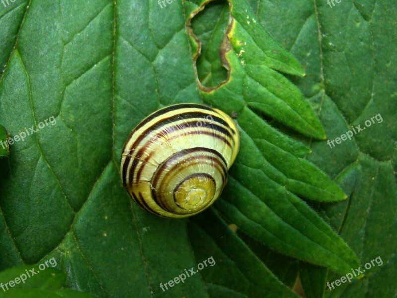 Slug Animals Sea Shells Stripes Free Photos