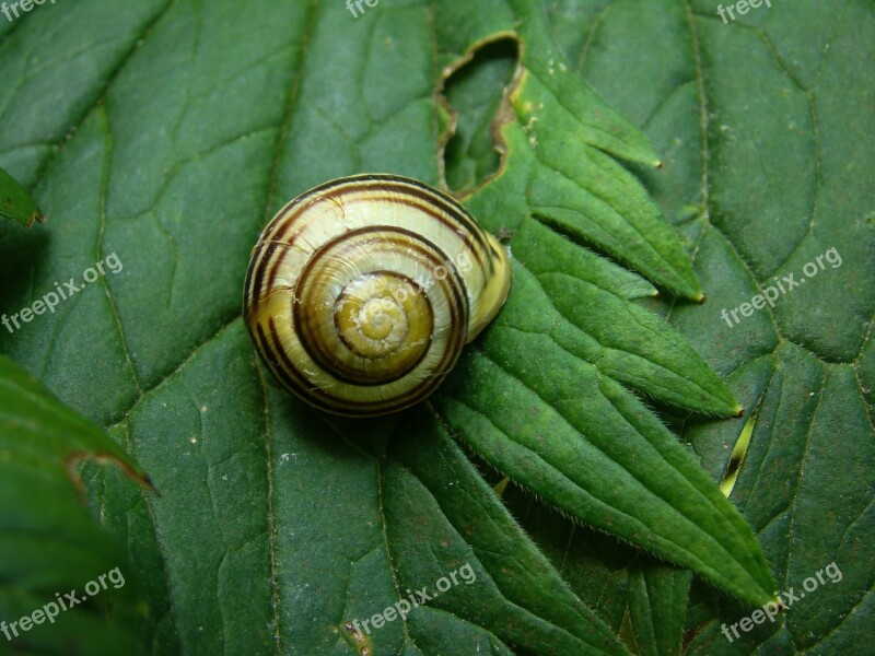 Slug Animals Sea Shells Free Photos