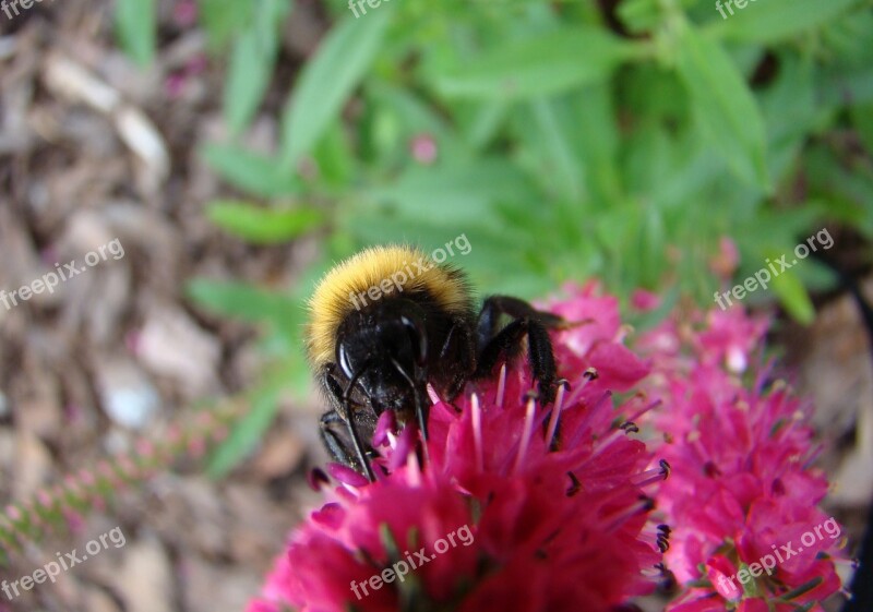 Bumblebee Insect Flower Summer Free Photos