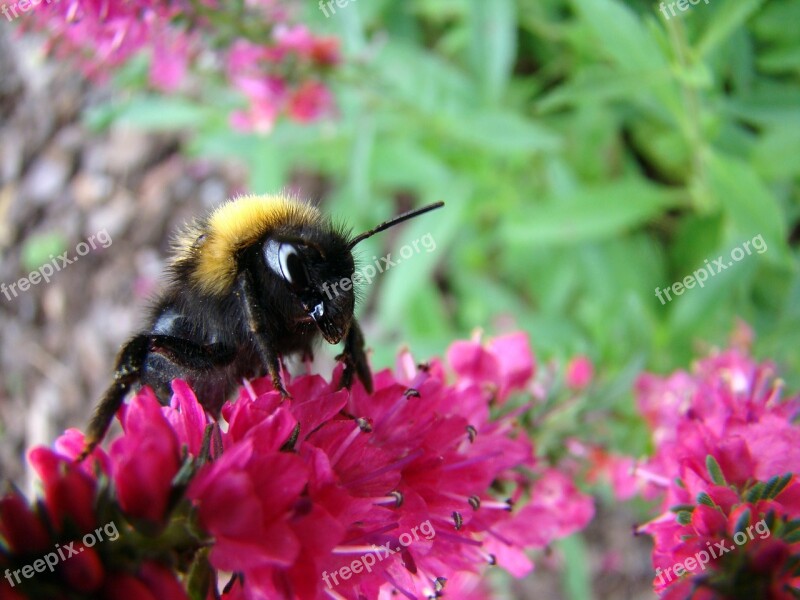 Bumblebee Insect Flower Summer Free Photos