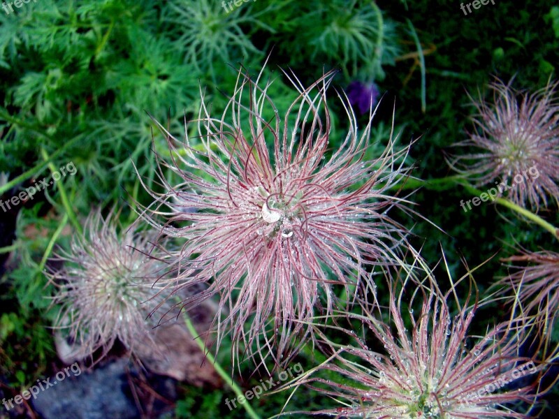 Flower Flower Seeds Water Drops Free Photos