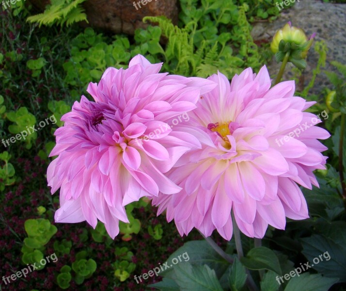 Flower Dalia Garden Purple Summer