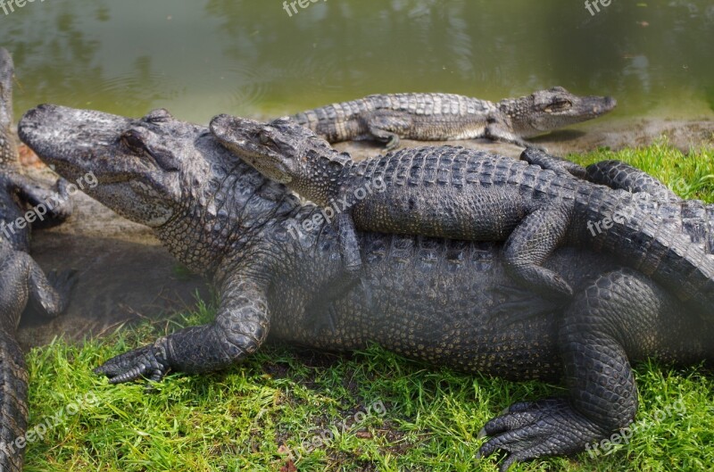 Alligator Animal Reptile Nature Free Photos