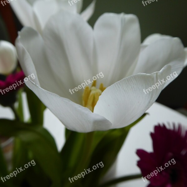 Tulip Blossom Bloom Plant Flower