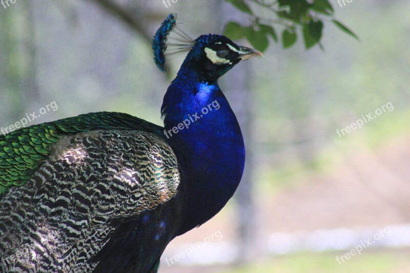 Peacock Bird Exotic Bird Zoo Bird Zoo