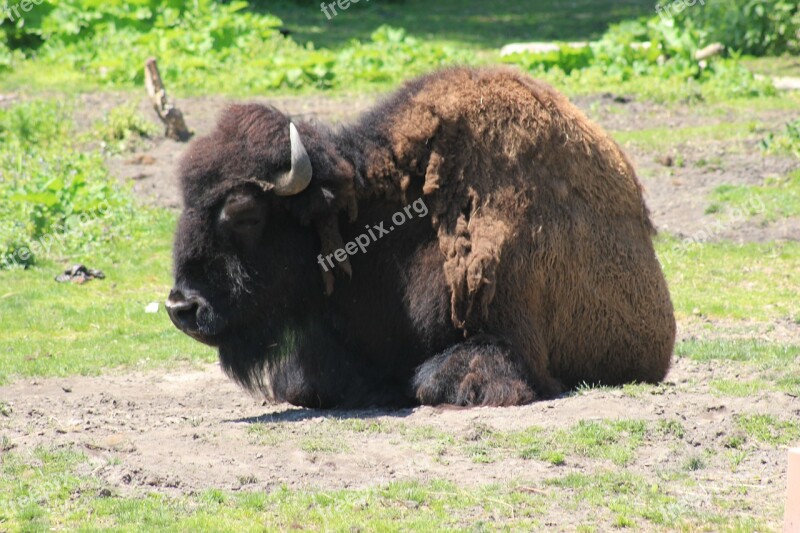 Bison Zoo Wild Cattle Endangered