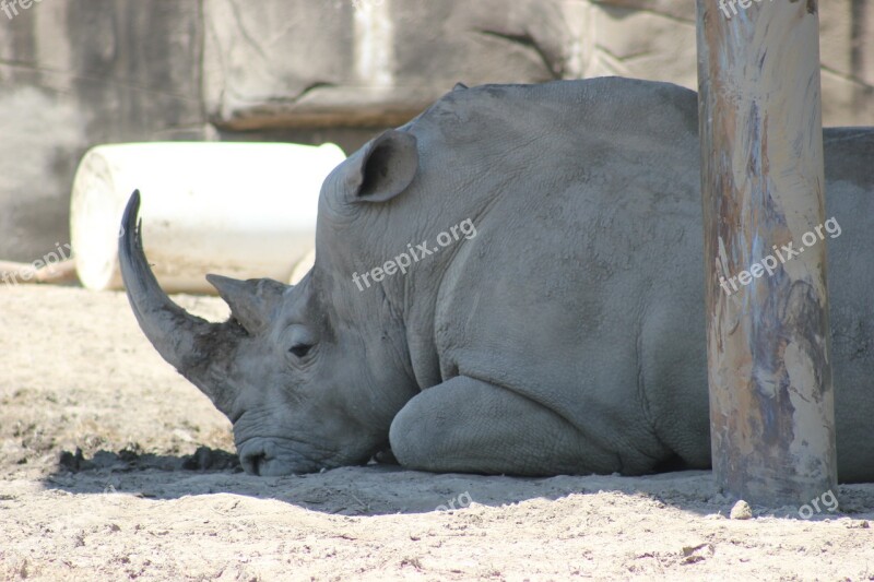 Rhino Big Wildlife Rhinoceros Nature