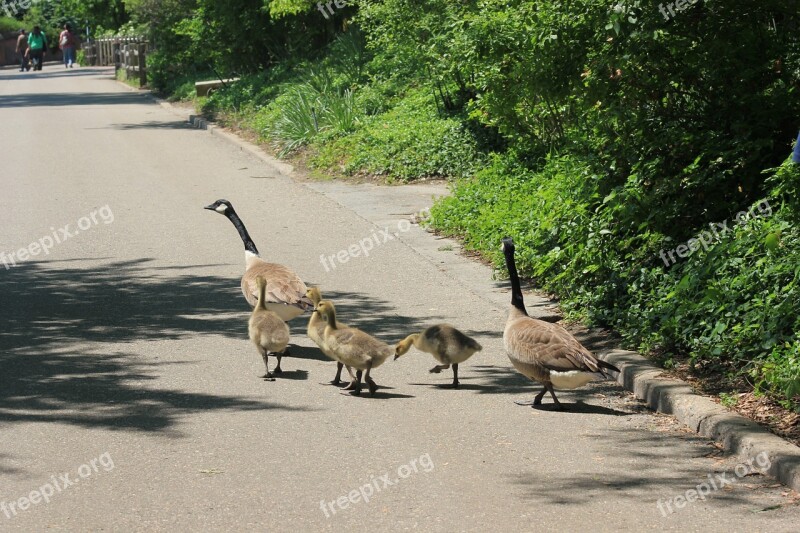 Duck Family Ducks Bird Family Nature