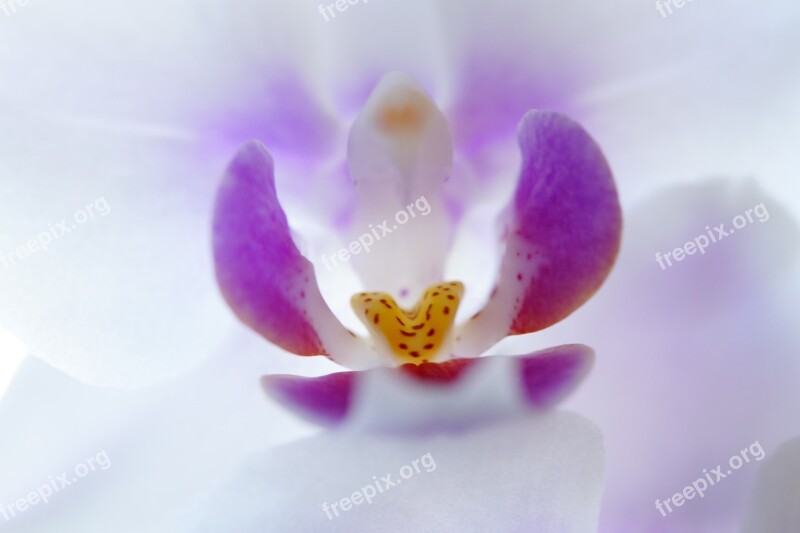 Orchid Inner Blossom Bloom Flower