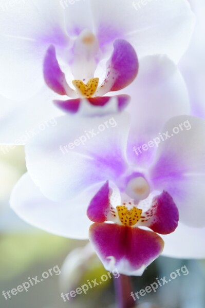 Orchid Orchid Flower Flowers Bloom Flower