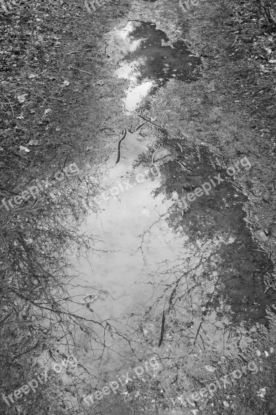 Landscape Black White Outdoor Forest Free Photos