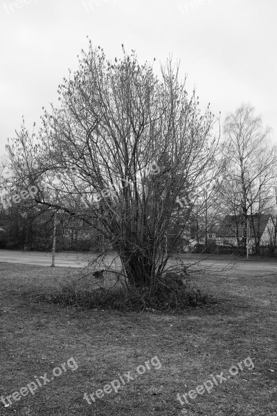 Landscape Black White Tree Free Photos