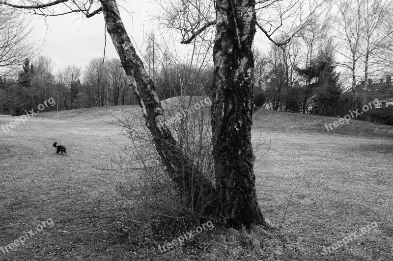 Landscape Black White Tree Free Photos