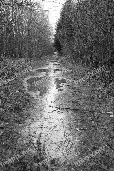 Landscape Black White Outdoor Forest Free Photos