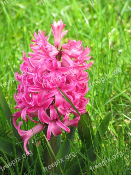 Hyacinth Flowers Spring Flowers Spring Pink