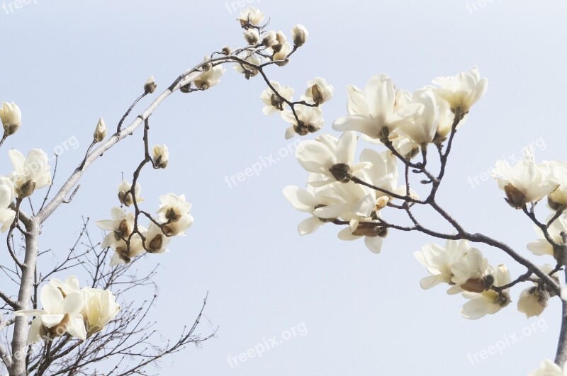 Magnolia Magnolia Flower Spring Spring Flowers Nature