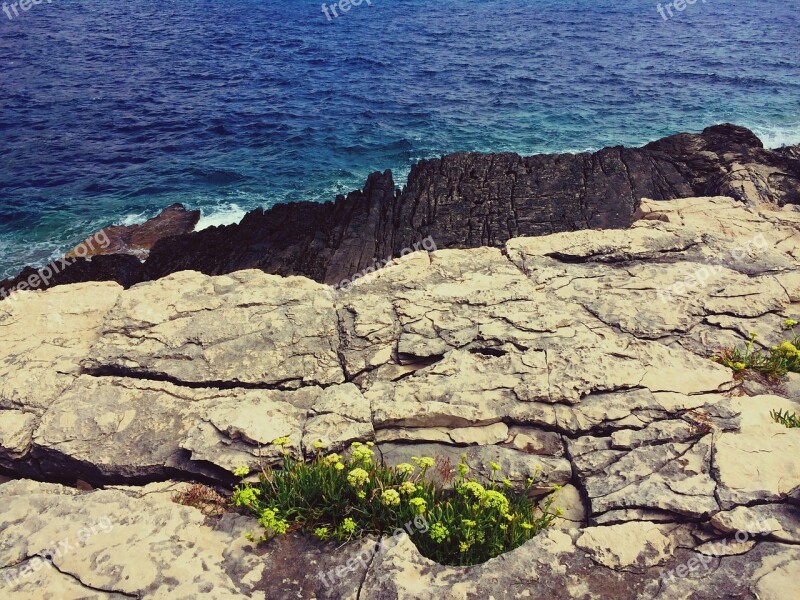 Rock Flower Sea Nature Natural