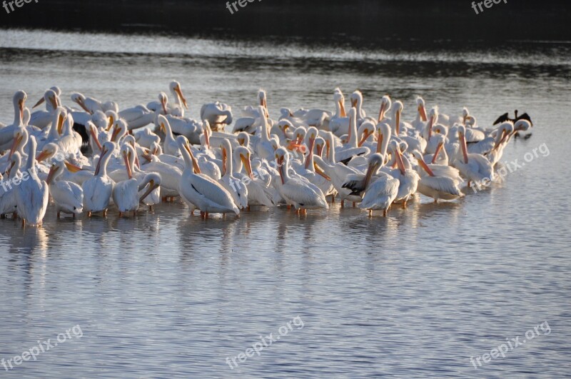 Sanibel Birds Beach Nature Florida