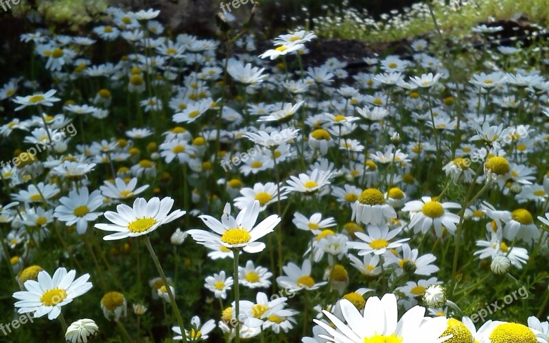 Flowers Spring Daisies Free Photos