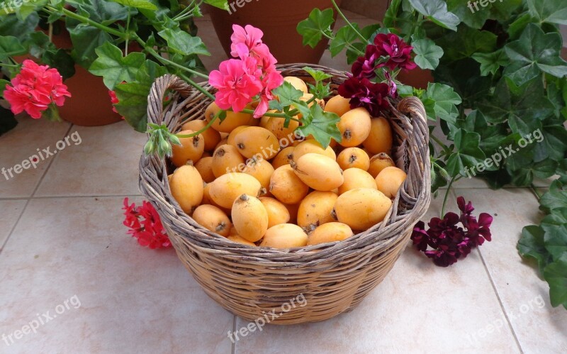 Fruits Loquat Flowers Basket Free Photos