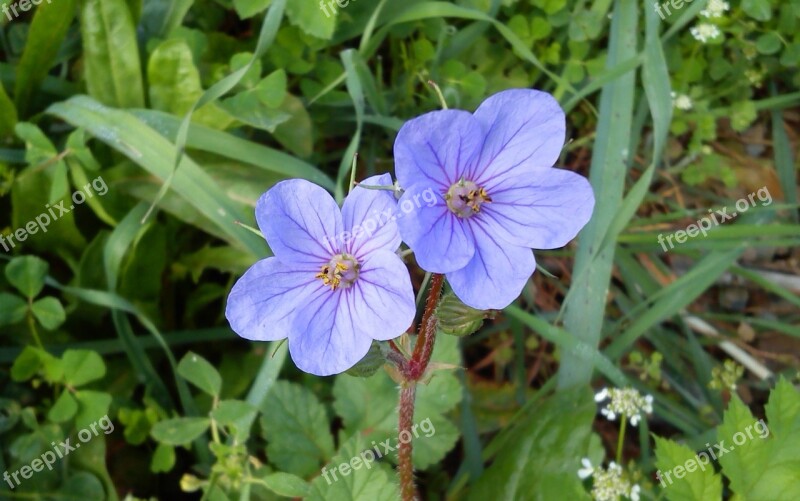 Flower Spring Wild Flower Free Photos