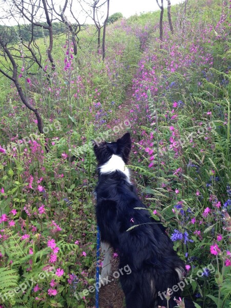 Dog Bluebells Collie Free Photos