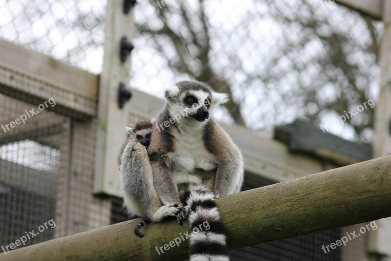 Lemur Safari Baby Lemur Free Photos