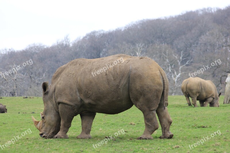 Rhinoceros Rhino Grazing Free Photos